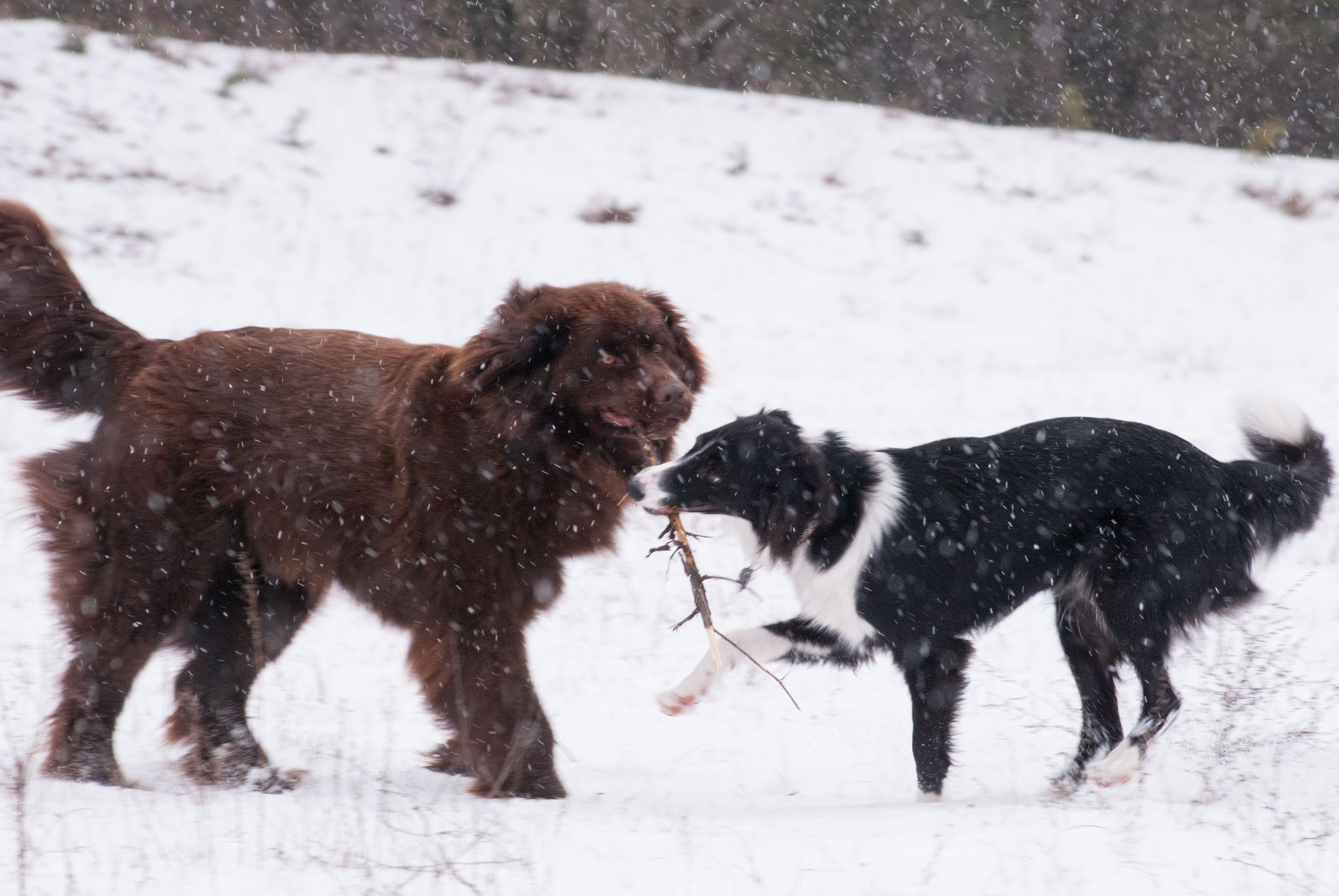 Bild(vereinsleben/bilder/Winter Bilder/2013-02-23 Zusammen (7).jpg) konnte nicht geladen werden